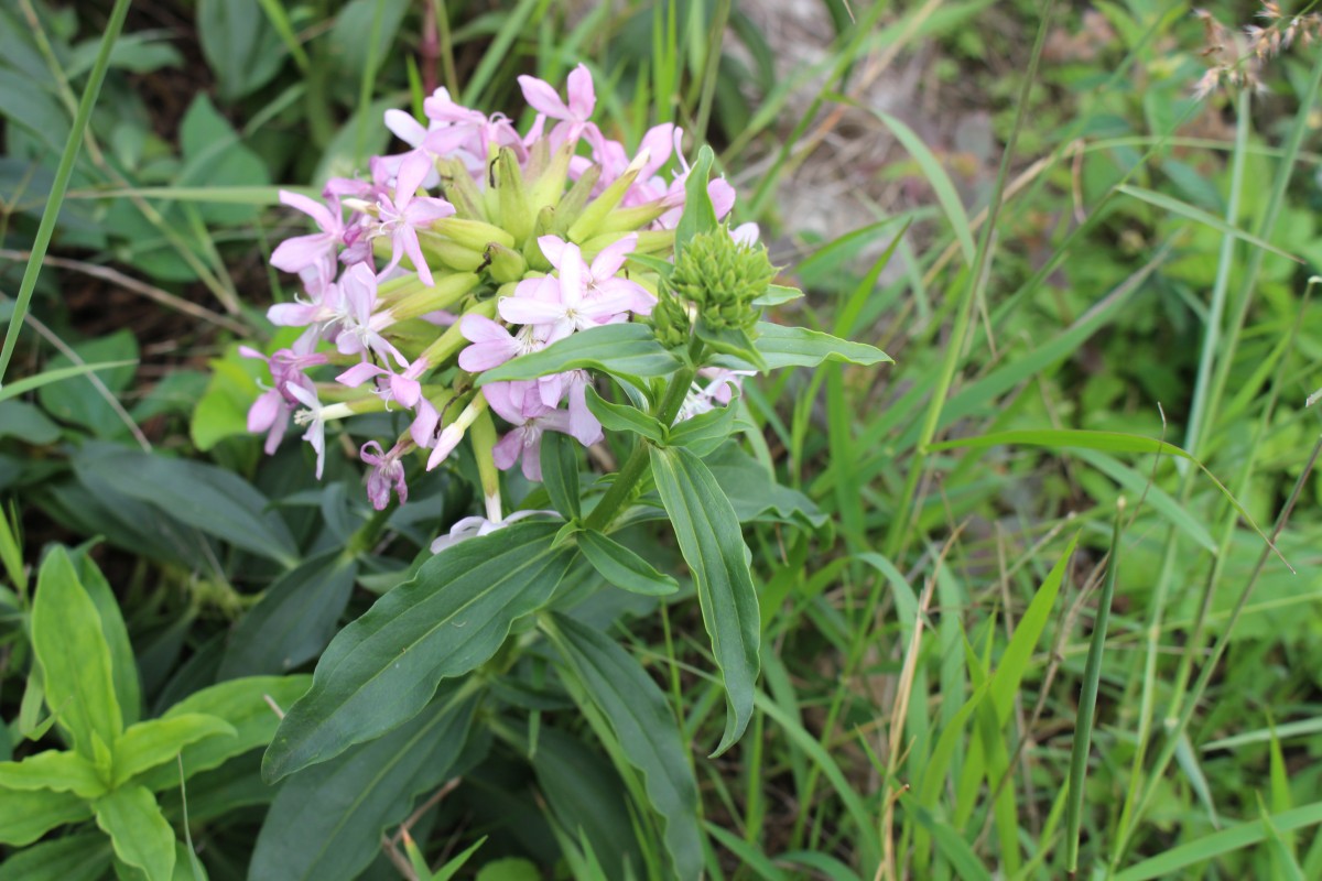 Verbena aristigera S.Moore